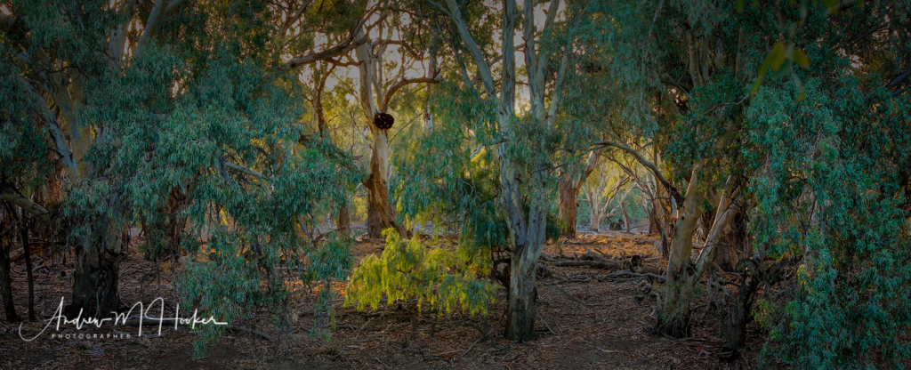 Riverbank Scene